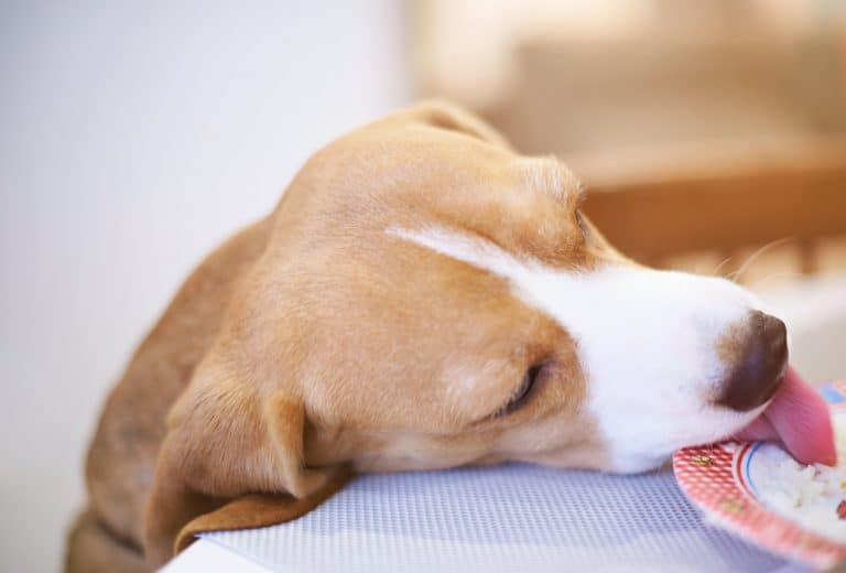 My Dog Ate An Edible — What Should I Do? Superb Dog