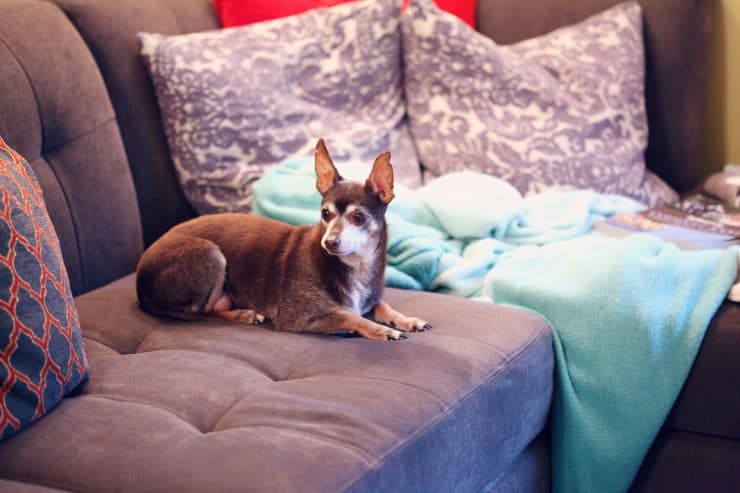 dog on couch