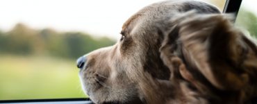 dog looking out window