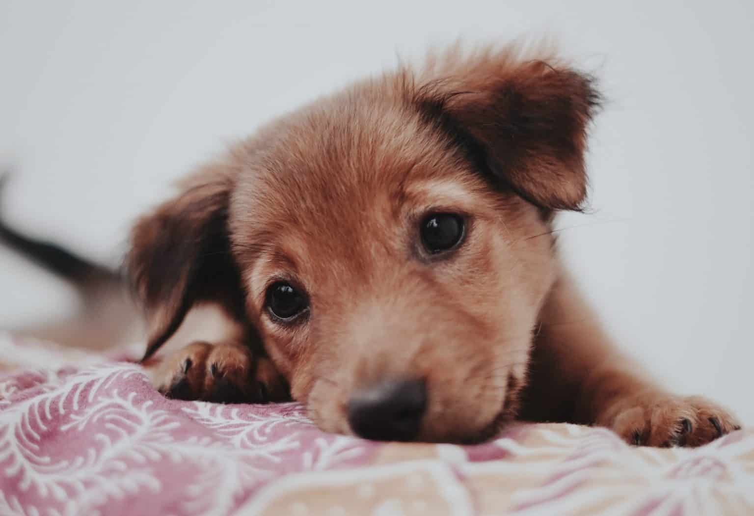 When Do Puppies Calm Down? At What Age? Superb Dog