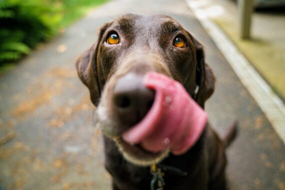 Why Is My Dog Always Hungry? How Do I Deal With It?