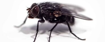 black fly biting