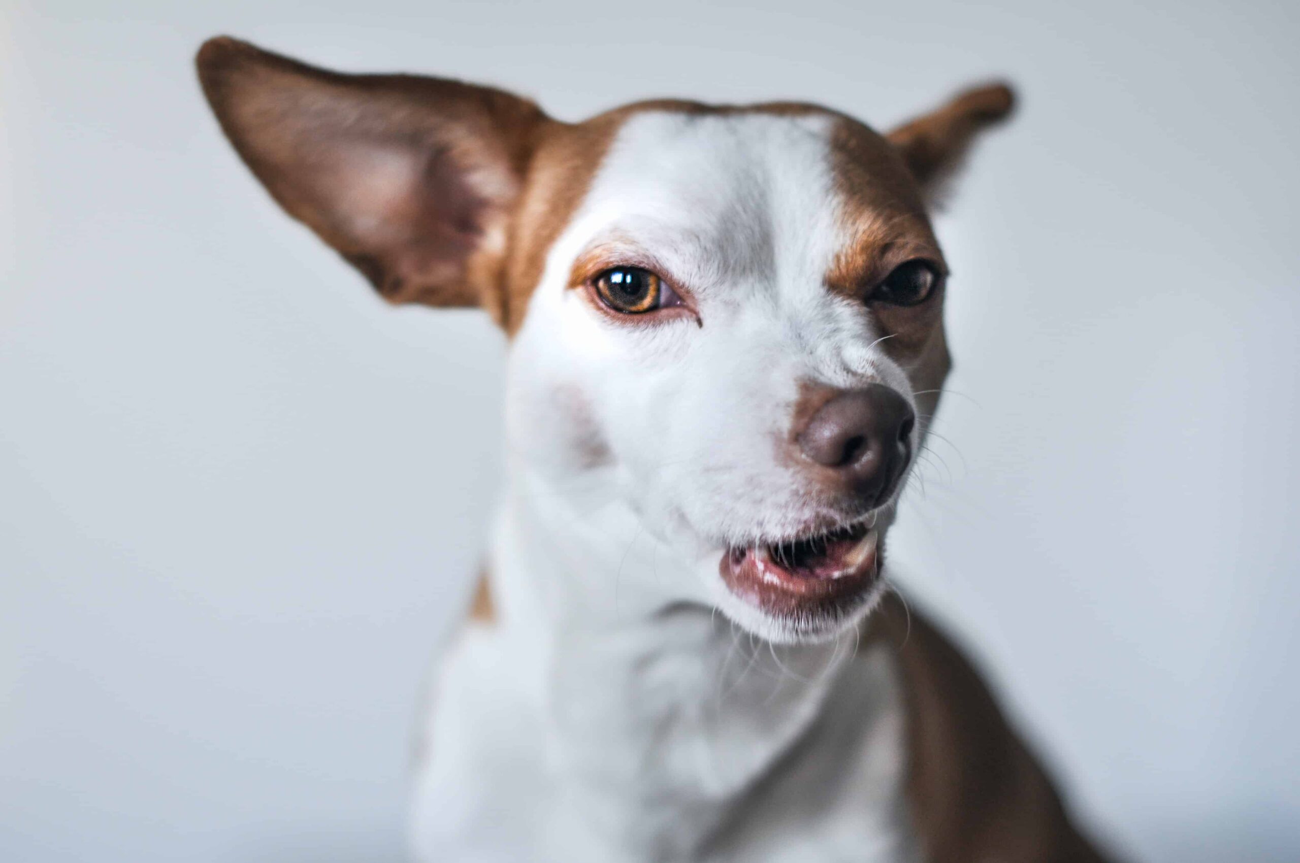 Can Dogs Get Drunk What To Do If Your Dog Is Inebriated Superb Dog