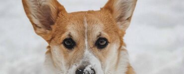 dog with cold ears