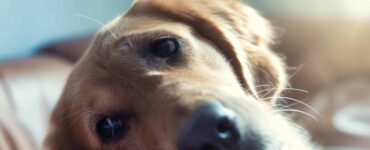 dog in pain