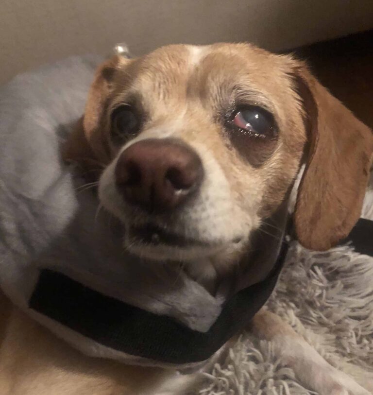 dog-enucleation-why-and-how-my-dog-had-an-eye-removed-superb-dog