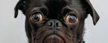 pug with headache