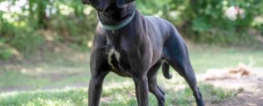dog vestibular disease