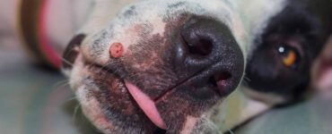 wart on dog's lip