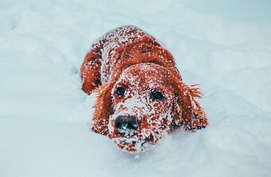 How Cold is Too Cold for a Dog? What Are the Risks? | Superb Dog