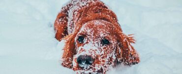 cold dog in snow