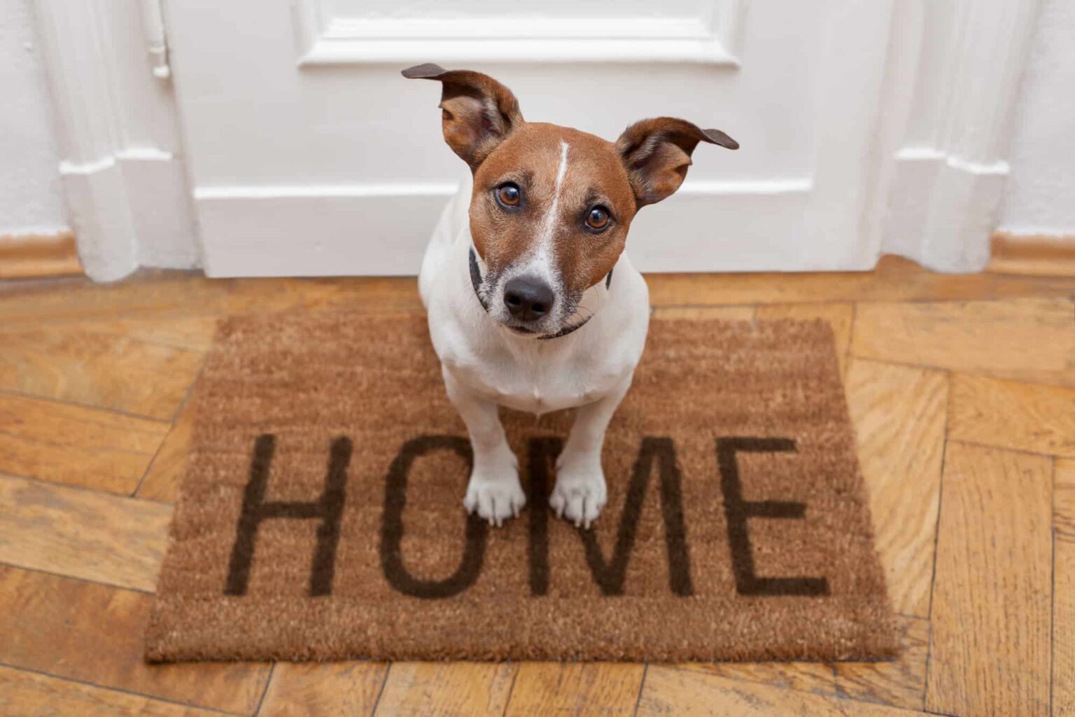 how-long-is-a-day-for-a-dog-how-do-dogs-perceive-time