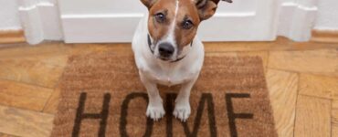 dog waiting at front door