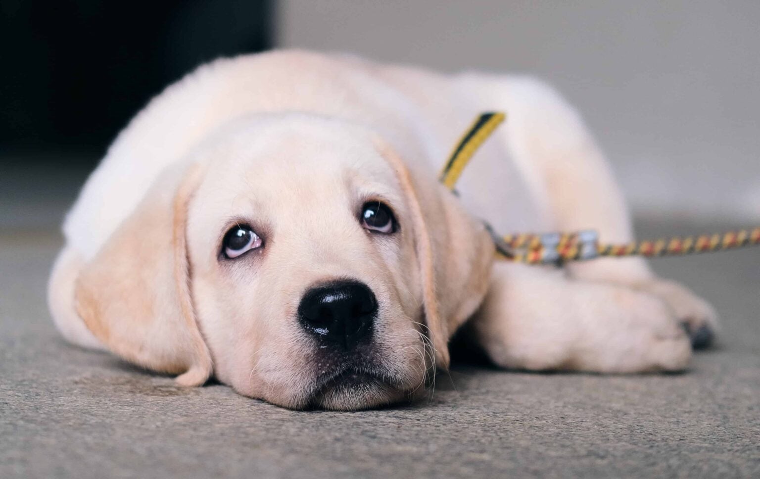 Symptoms and Signs of Poisoning in Dogs (And What To Do)