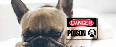 sick dog with poison sign