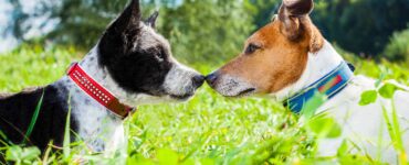 two dogs kissing