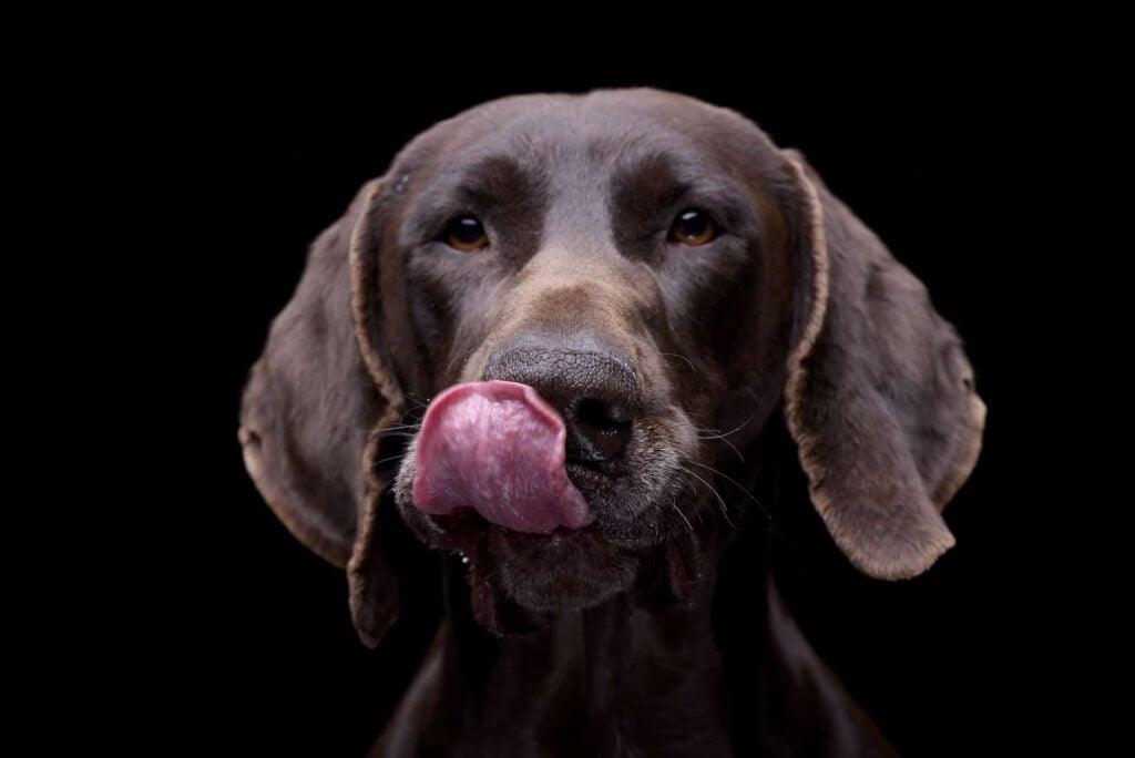 dog smacks its lips at night