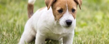 puppy peeing