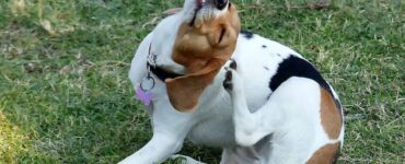 dog scratching poison ivy rash