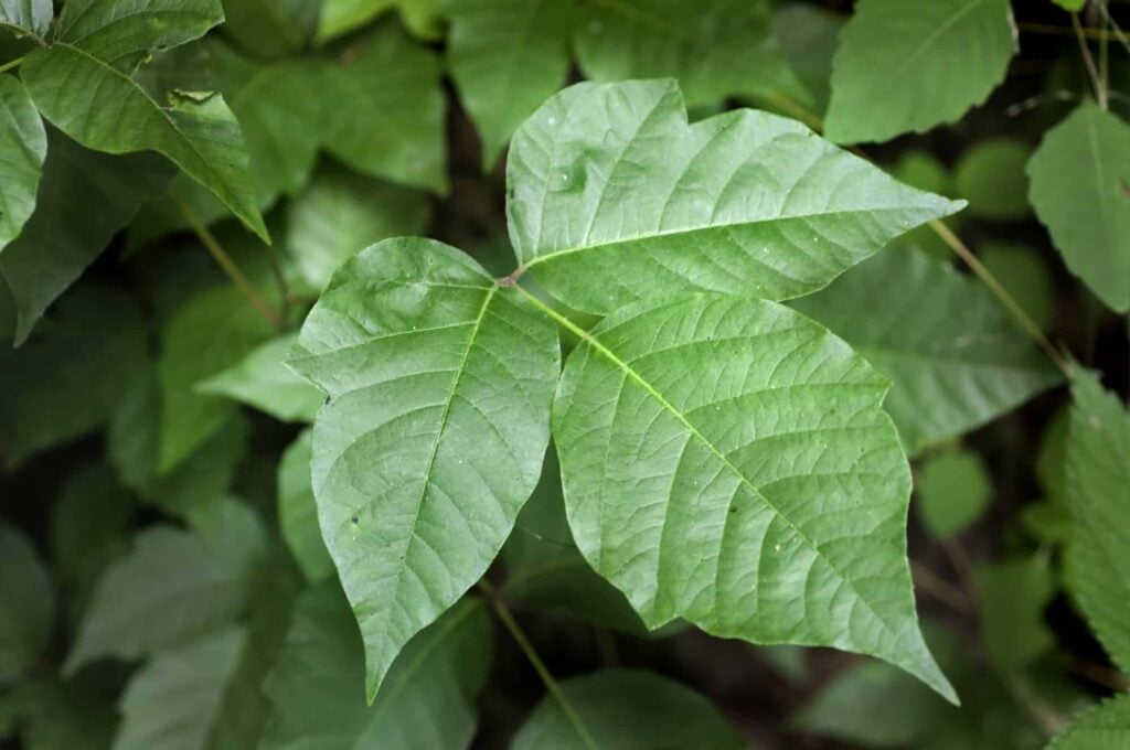 poison ivy leaf