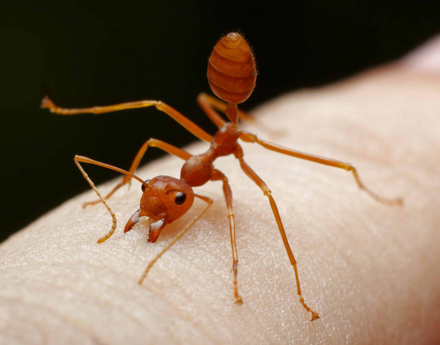 See The Disturbing Images Are Ant Bites Harming Your Dog - afs5k1q