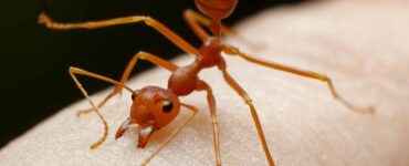 ant biting skin