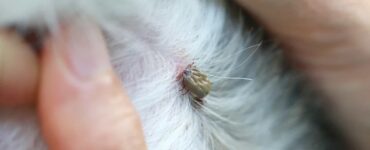 dried dead tick on dog