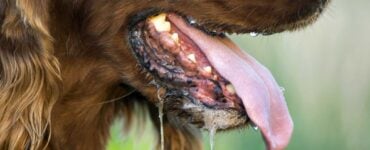 is dog saliva clean