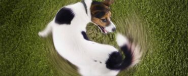 dog chases injured tail