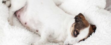 dog ready to go into labor