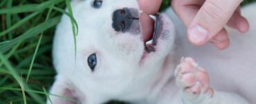 puppy teeth