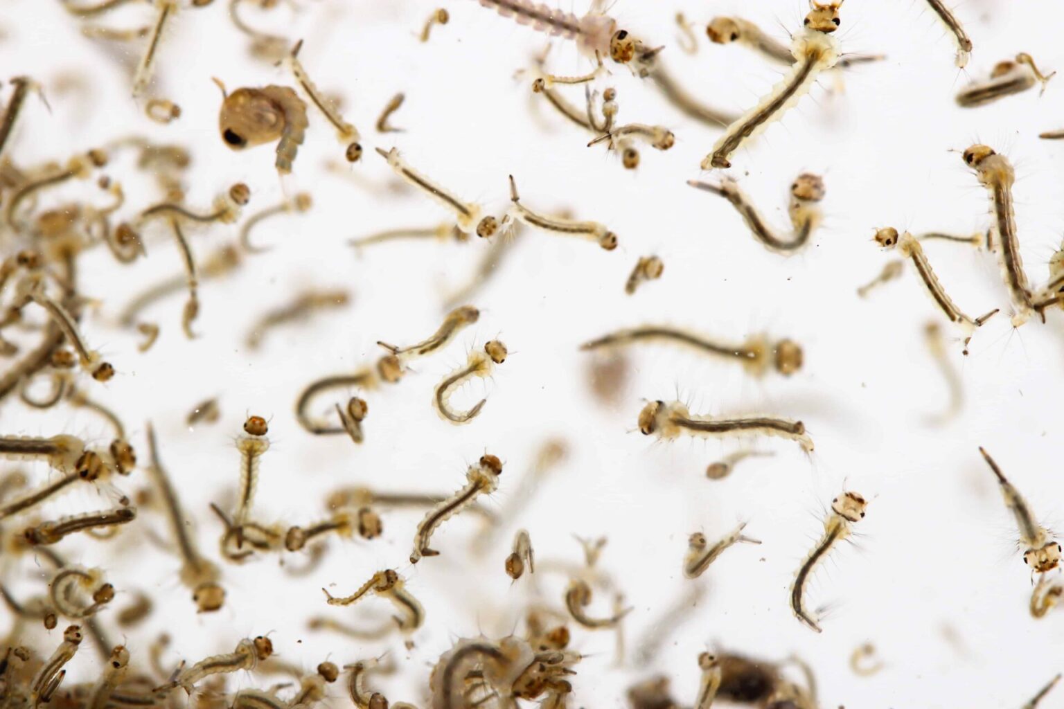 Why Are There Worms in My Dog’s Water Bowl? Superb Dog