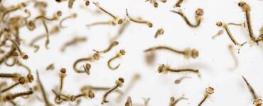 worms in dogs water bowl
