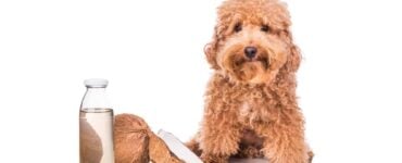 coconut oil for shedding dog
