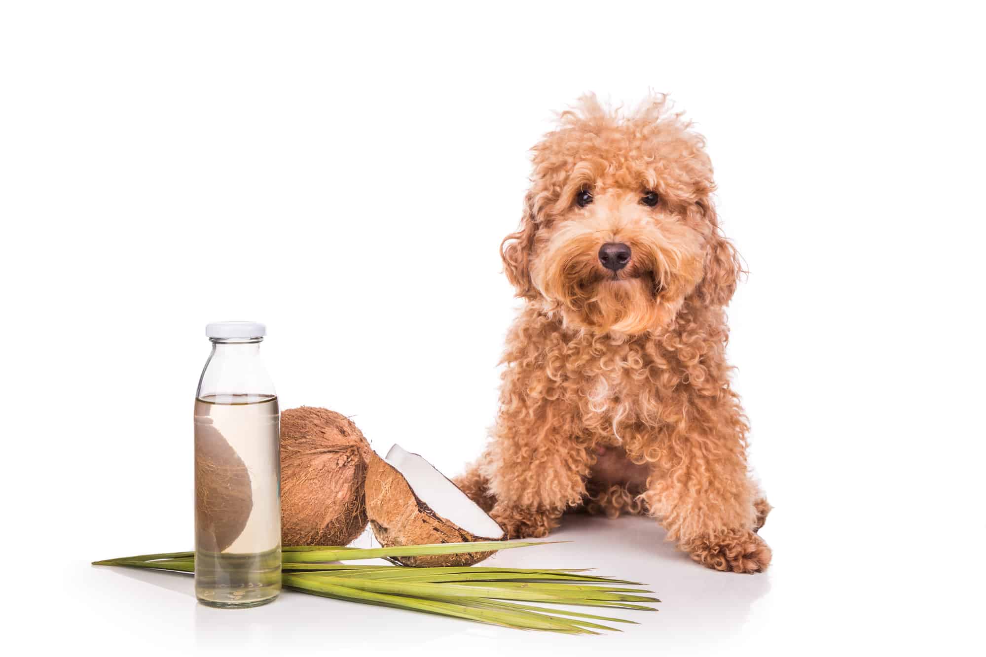 Photo inspiration: Dog Shedding And Coconut Oil Methods Reference: Using Coconut Oil For Dog Shedding Does It Work