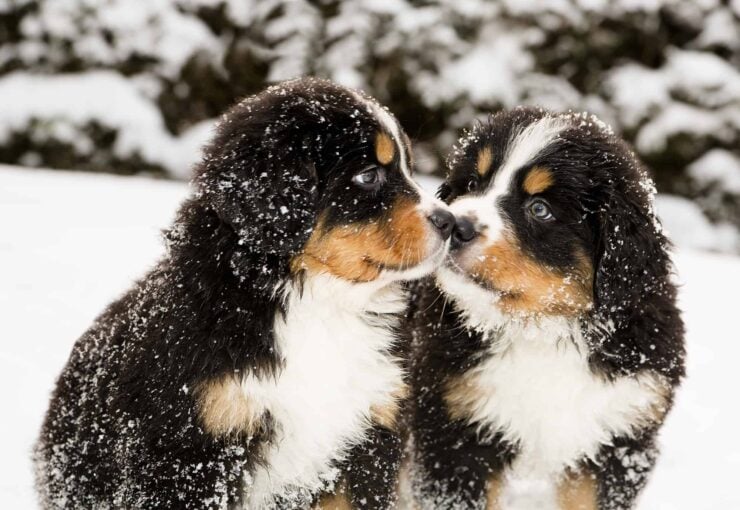 dogs recognize siblings