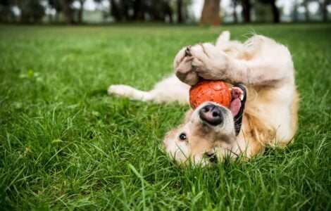 puppy playing