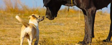 large and small dogs who have stopped growing