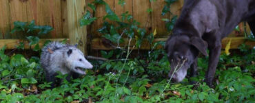 are possums dangerous to dogs