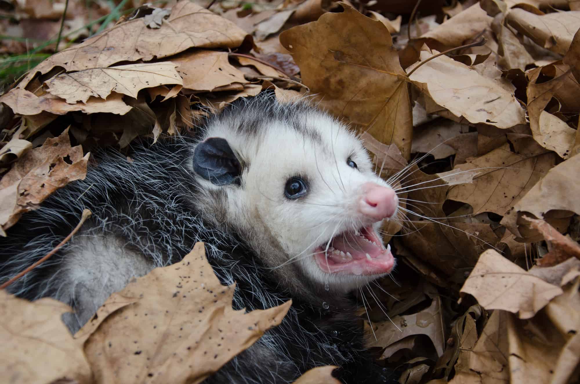Are Possums Dangerous To Dogs? Superb Dog