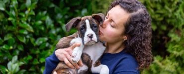 dog in pain being held