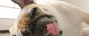 dog sleeps with tongue out