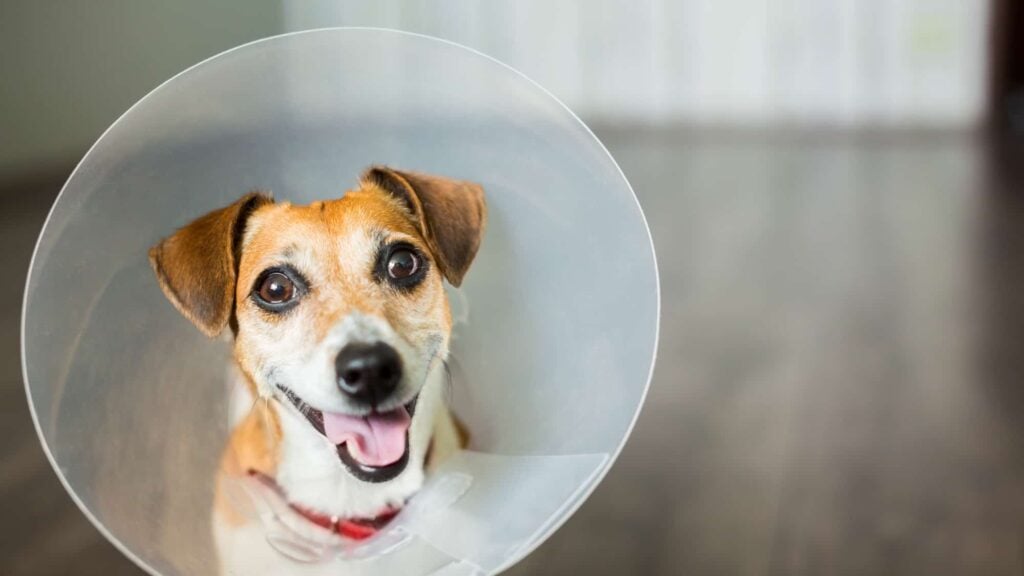 stopping a dog from licking their wound with an elizabethan collar