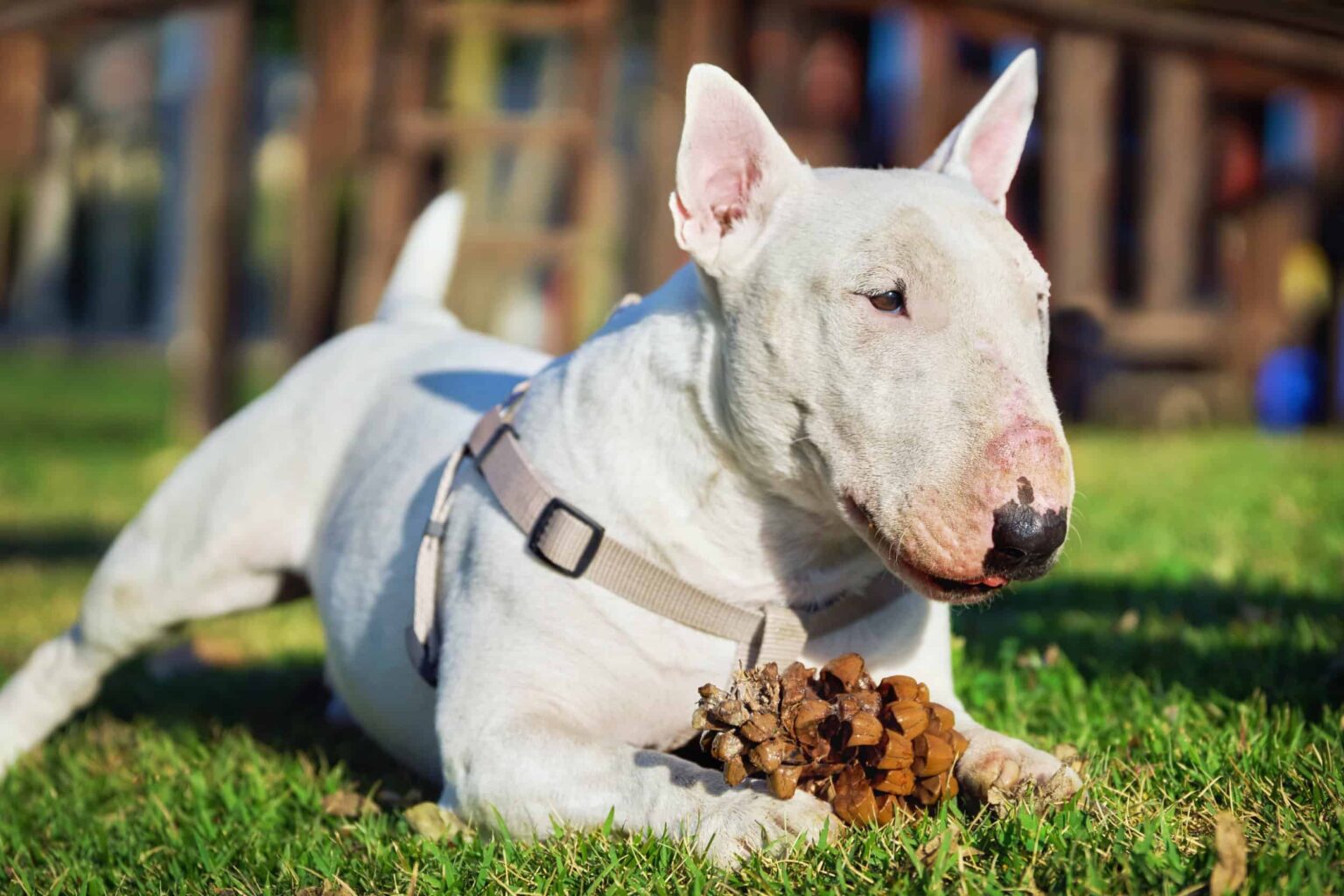 Why Is My Dog Obsessed With Pine Cones Are Pine Cones Safe For Dogs 