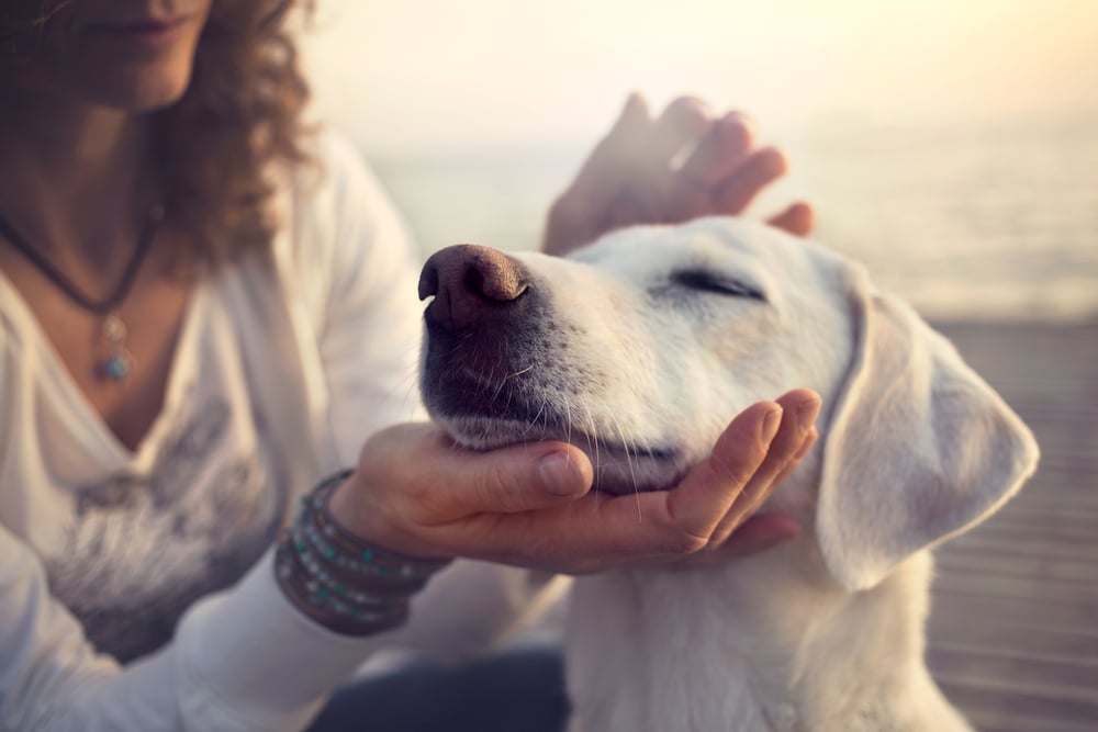 dog purrs in owners hand