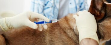 euthanizing dog with kidney failure