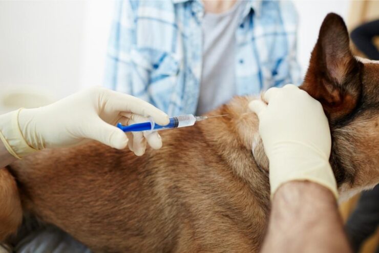 euthanizing dog with kidney failure