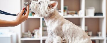 vet examines dog with breath that smells like iron