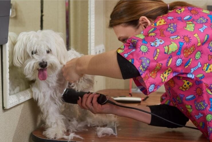 dog groomer with dog