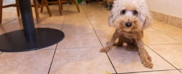 dog with pancreatitis has vomited